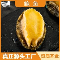 鮮活鮑魚(yú)新鮮冷凍鮑魚(yú)海鮮水產(chǎn)純?nèi)怩U魚(yú)撈汁佛跳墻酒店餐飲食材